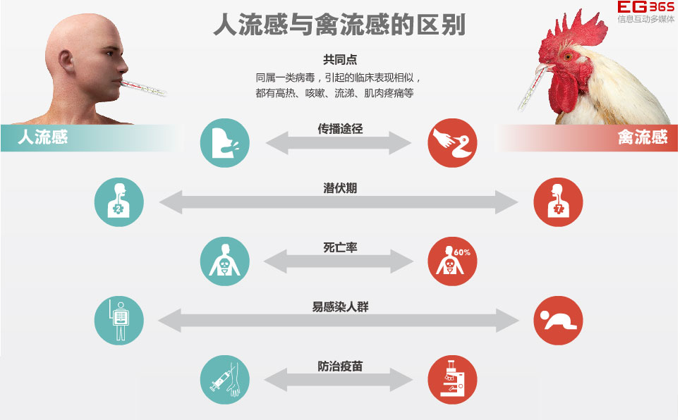 禽流感最新人数影响及全球防控挑战与应对策略